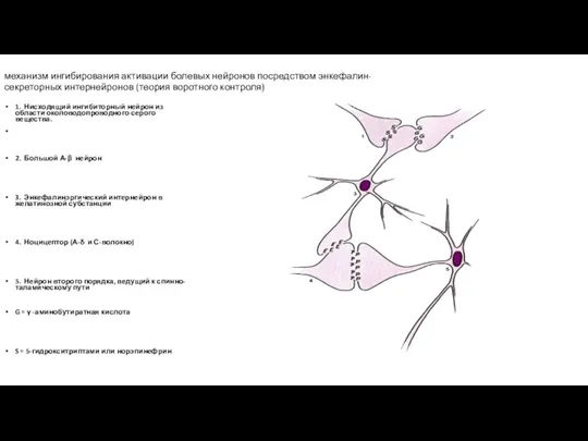 механизм ингибирования активации болевых нейронов посредством энкефалин-секреторных интернейронов (теория воротного контроля) 1. Нисходящий