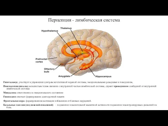 Перцепция - лимбическая система Гипоталамус, участвует в управлении центром вегетативной нервной системы, эмоциональными