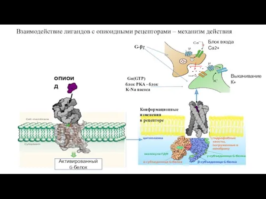 Взаимодействие лигандов с опиоидными рецепторами – механизм действия опиоид G-βγ Gα(GTP) блок PKA