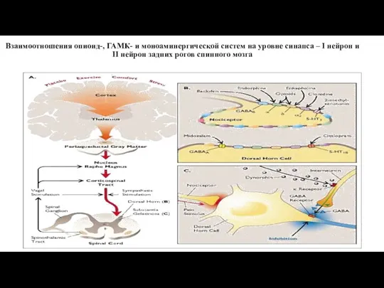 Взаимоотношения опиоид-, ГАМК- и моноаминергической систем на уровне синапса – I нейрон и