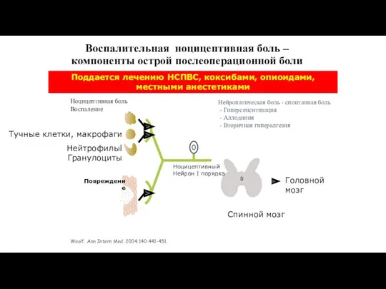 Воспалительная ноцицептивная боль – компоненты острой послеоперационной боли Woolf. Ann