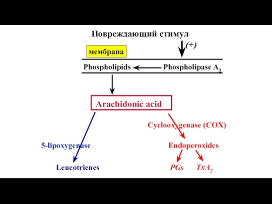 (+) Phospholipase A2 Phospholipids Arachidonic acid 5-lipoxygenase Leucotrienes Cyclooxygenase (COX) Endoperoxides PGs TxA2 Повреждающий стимул мембрана