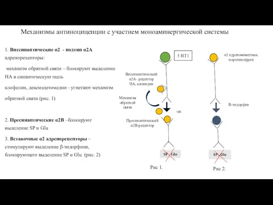 Механизмы антиноцицепции с участием моноаминергической системы 1. Внесинаптические α2 - подтип α2A адренорецепторы: