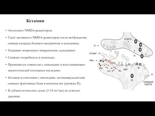 Кетамин Антагонист NMDA-рецепторов; Гасит активность NMDA-рецепторов после возбуждения, снижая площадь болевого восприятия и