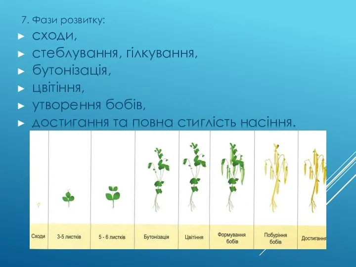 7. Фази розвитку: сходи, стеблування, гілкування, бутонізація, цвітіння, утворення бобів, достигання та повна стиглість насіння.