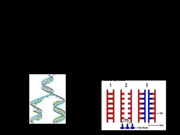 Редупликация (репликация) Процесс самоудвоения ДНК происходит по принципу комплементарности. В