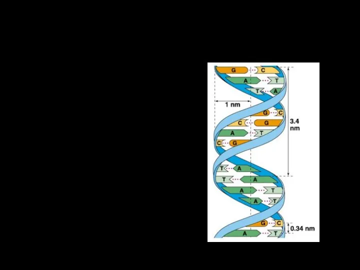 Уровни спирализации ДНК 1. Двойная спираль Цепи закручиваются друг вокруг