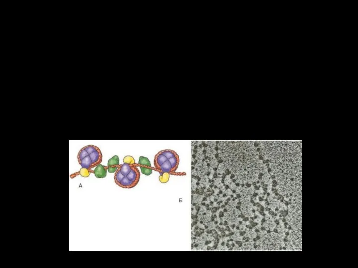 2. Нуклеосомная нить. Соединяясь с белками — гистонами, молекула еще сильнее спирализуется, утолщается и укорачивается.