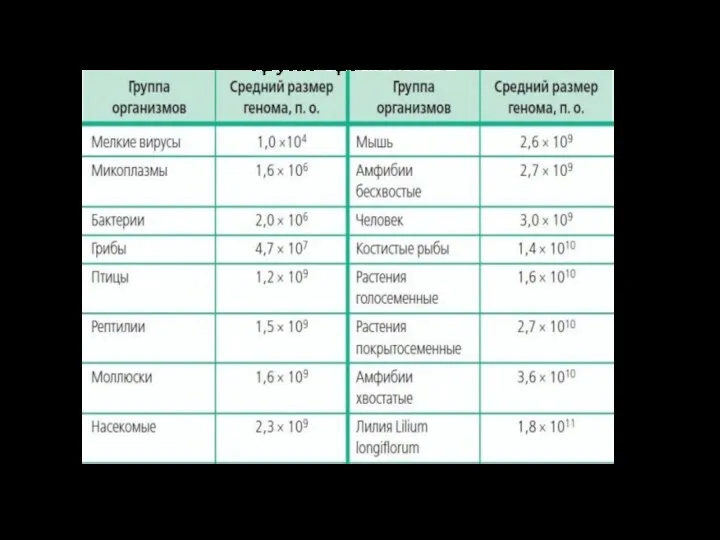 Средний размер гаплоидного генома у некоторых групп организмов Размеры геномов