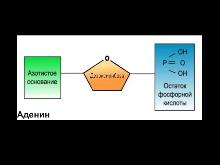Строение нуклеотида ДНК Аденин Тимин Цитозин Гуанин