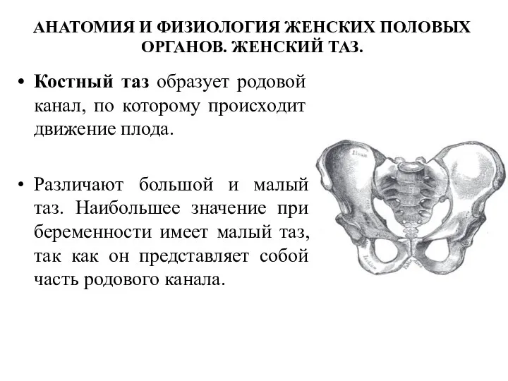 АНАТОМИЯ И ФИЗИОЛОГИЯ ЖЕНСКИХ ПОЛОВЫХ ОРГАНОВ. ЖЕНСКИЙ ТАЗ. Костный таз