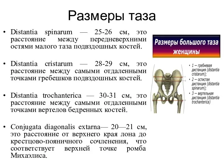 Размеры таза Distantia spinarum — 25-26 см, это расстояние между