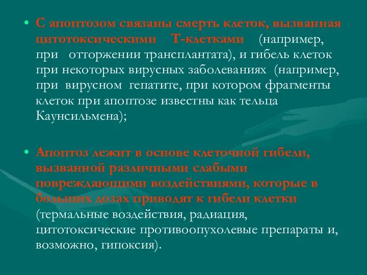 С апоптозом связаны смерть клеток, вызванная цитотоксическими Т-клетками (например, при