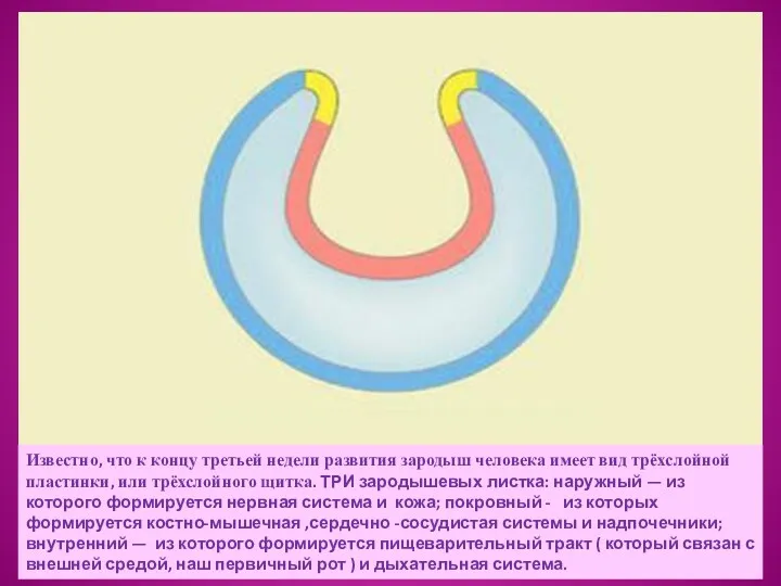 Известно, что к концу третьей недели развития зародыш человека имеет