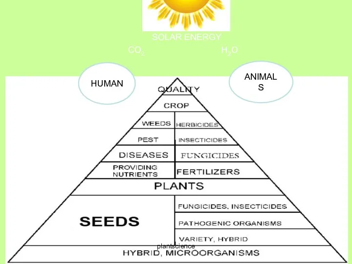 HUMAN ANIMALS SOLAR ENERGY CO2 H2O plantscienсe