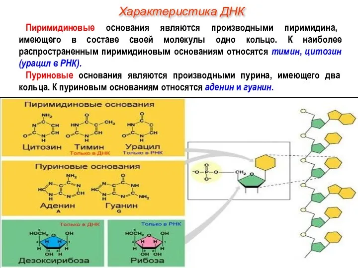 Пиримидиновые основания являются производными пиримидина, имеющего в составе своей молекулы