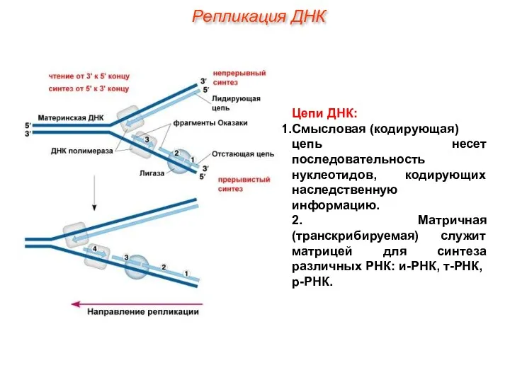 Цепи ДНК: Смысловая (кодирующая) цепь несет последовательность нуклеотидов, кодирующих наследственную