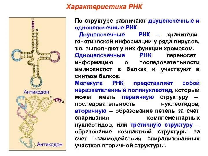 Характеристика РНК По структуре различают двуцепочечные и одноцепочечные РНК. Двуцепочечные