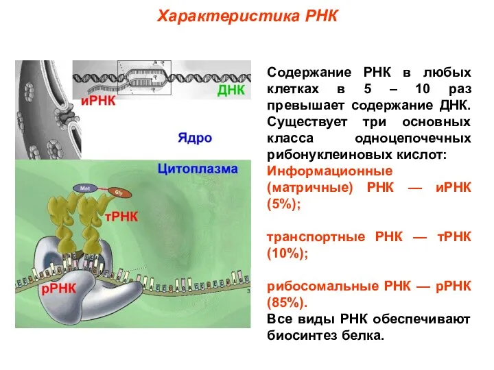 Характеристика РНК Содержание РНК в любых клетках в 5 –