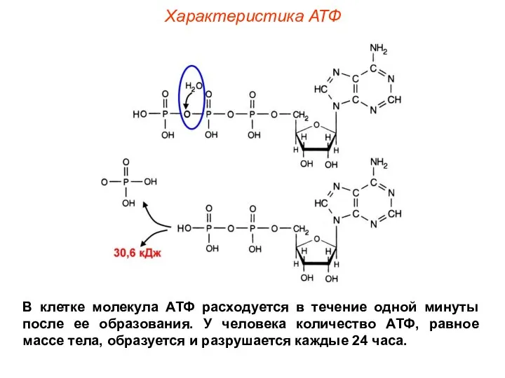 Характеристика АТФ В клетке молекула АТФ расходуется в течение одной