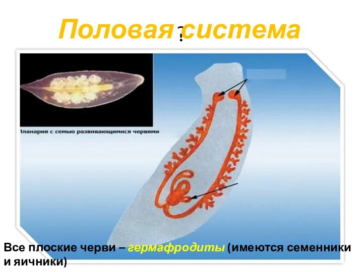 ? Половая система Все плоские черви – гермафродиты (имеются семенники и яичники)