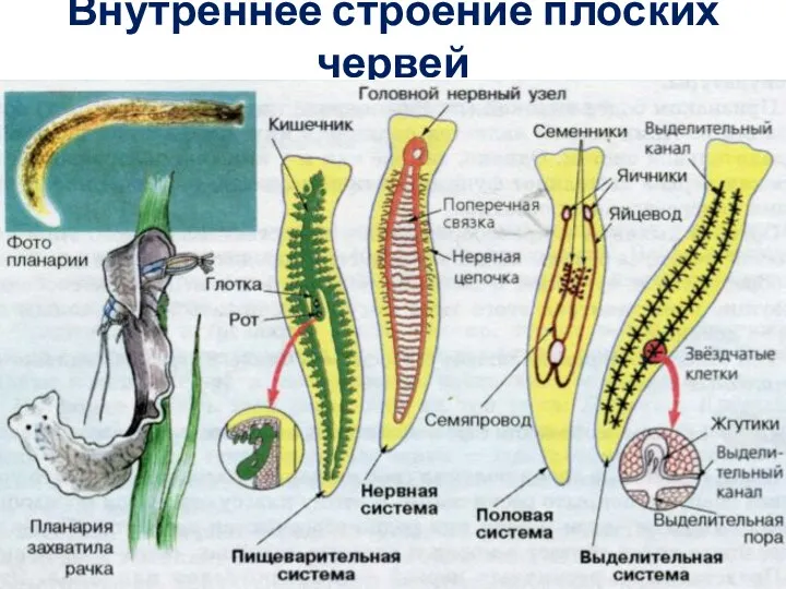 Внутреннее строение плоских червей