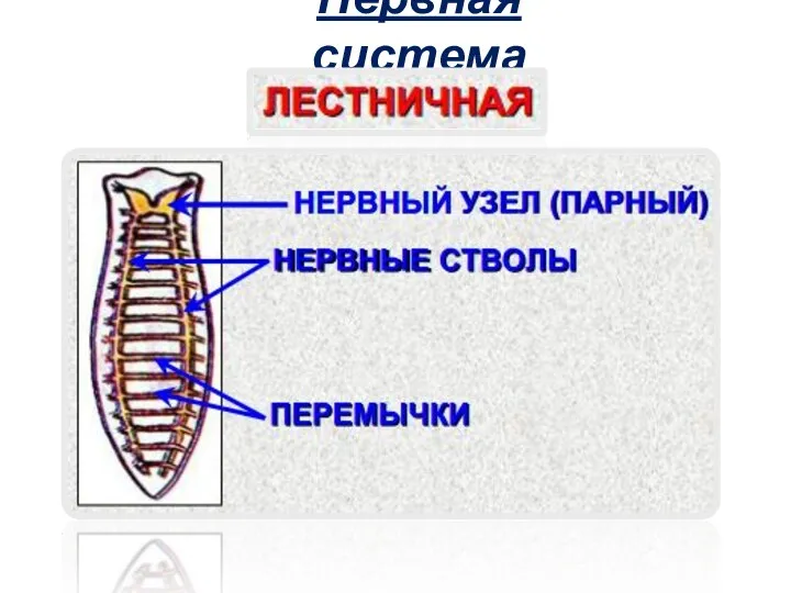 Нервная система