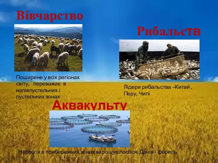 Вівчарство Рибальство Аквакультура Поширене у всіх регіонах світу, переважає в