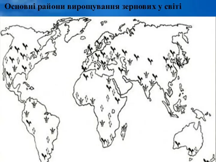 Основні райони вирощування зернових у світі