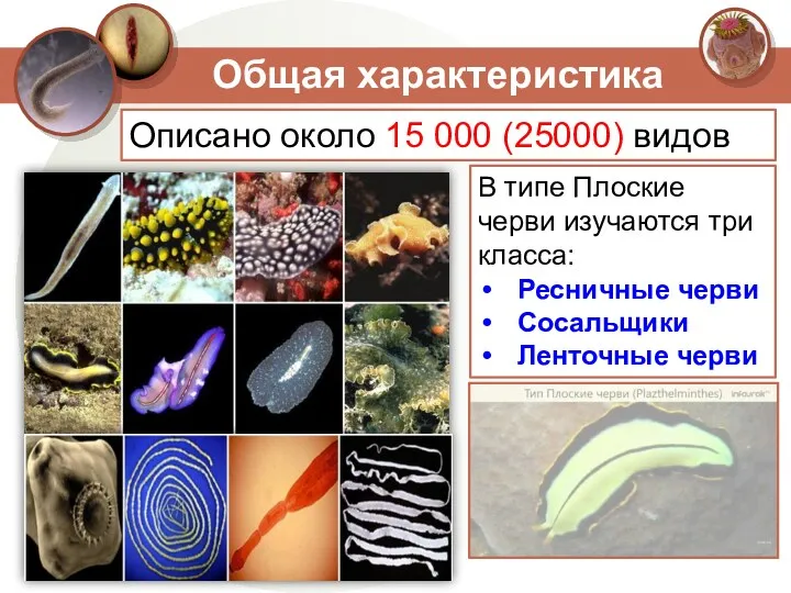 Общая характеристика Описано около 15 000 (25000) видов В типе