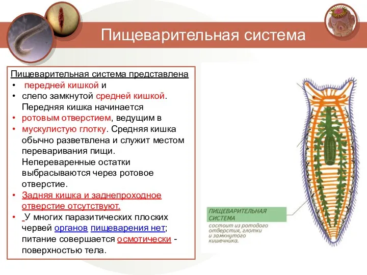 Пищеварительная система Пищеварительная система представлена передней кишкой и слепо замкнутой