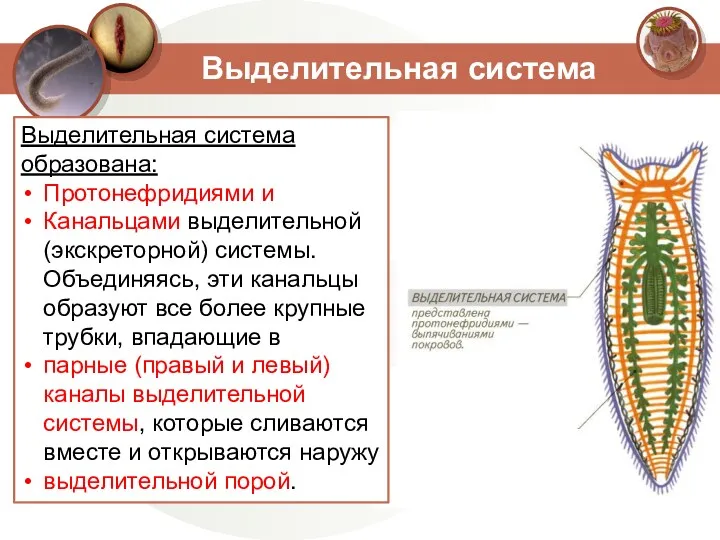 Выделительная система Выделительная система образована: Протонефридиями и Канальцами выделительной (экскреторной)