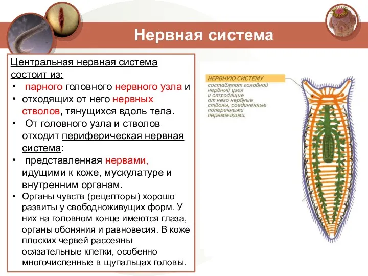Нервная система Центральная нервная система состоит из: парного головного нервного