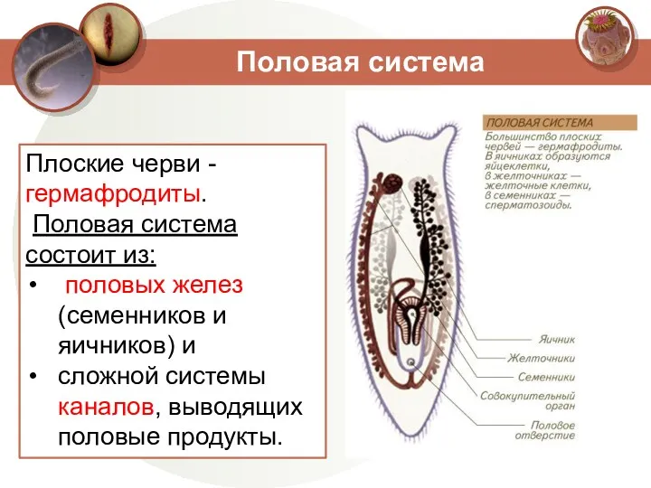 Половая система Плоские черви - гермафродиты. Половая система состоит из:
