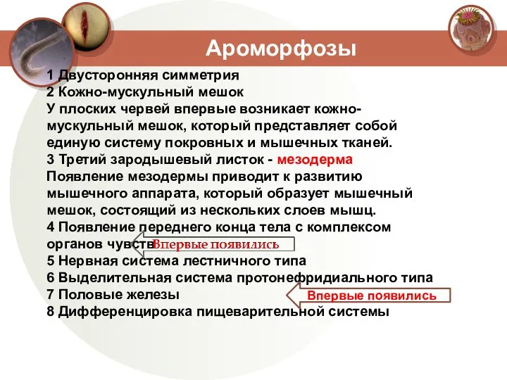 Ароморфозы 1 Двусторонняя симметрия 2 Кожно-мускульный мешок У плоских червей