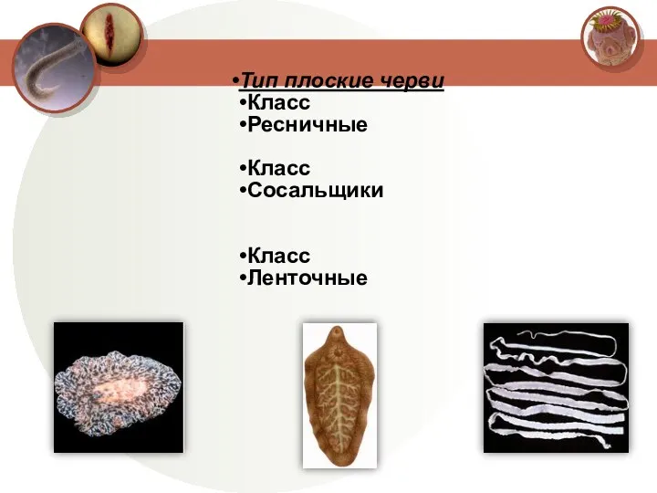 Тип плоские черви Класс Ресничные Класс Сосальщики Класс Ленточные