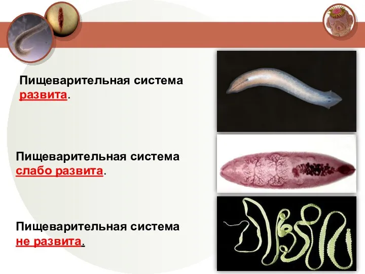 Пищеварительная система развита. Пищеварительная система слабо развита. Пищеварительная система не развита.