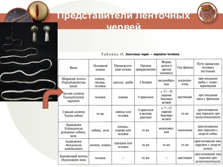 Представители Ленточных червей