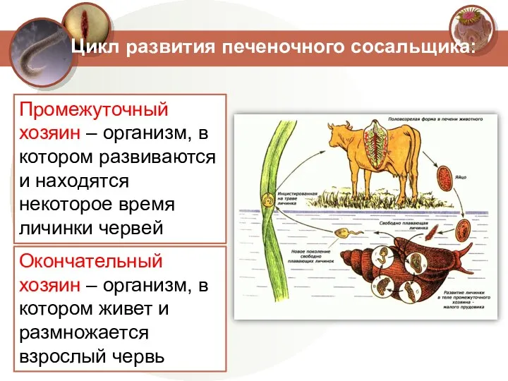 Цикл развития печеночного сосальщика: Промежуточный хозяин – организм, в котором