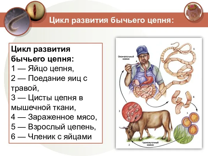 Цикл развития бычьего цепня: 1 — Яйцо цепня, 2 —