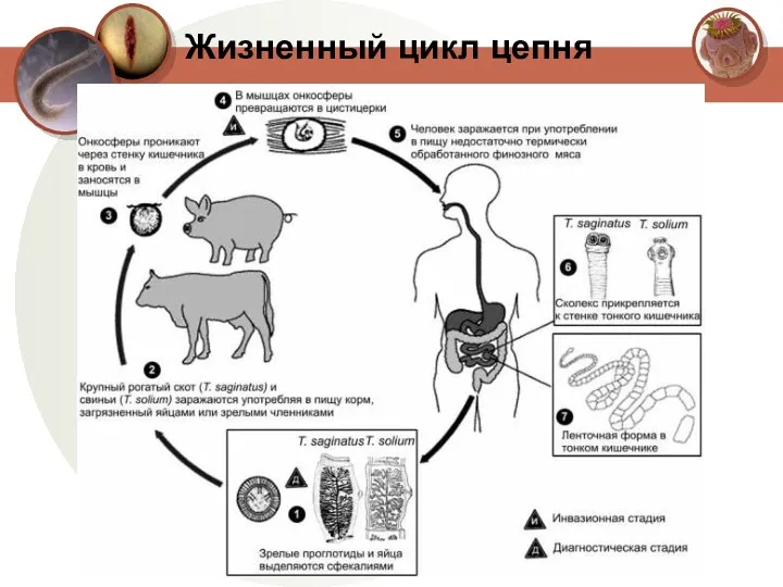 Жизненный цикл цепня