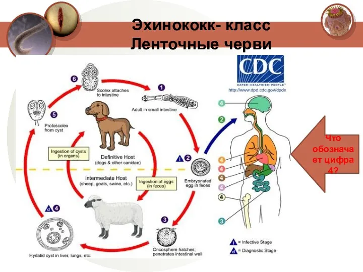 Эхинококк- класс Ленточные черви Что обозначает цифра 4?