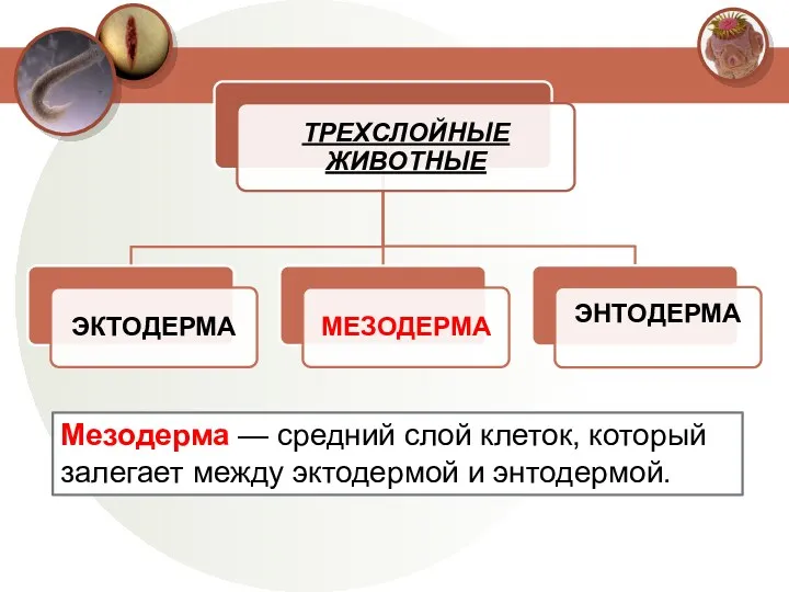 Мезодерма — средний слой клеток, который залегает между эктодермой и энтодермой.