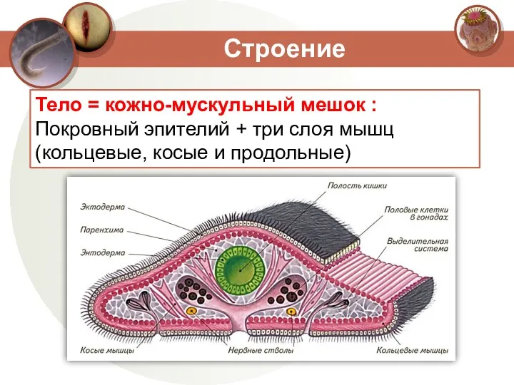 Строение Тело = кожно-мускульный мешок : Покровный эпителий + три слоя мышц (кольцевые, косые и продольные)