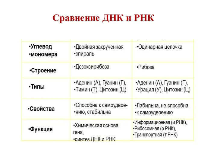 Сравнение ДНК и РНК