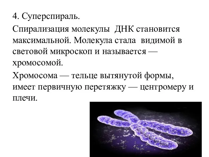 4. Суперспираль. Спирализация молекулы ДНК становится максимальной. Молекула стала видимой