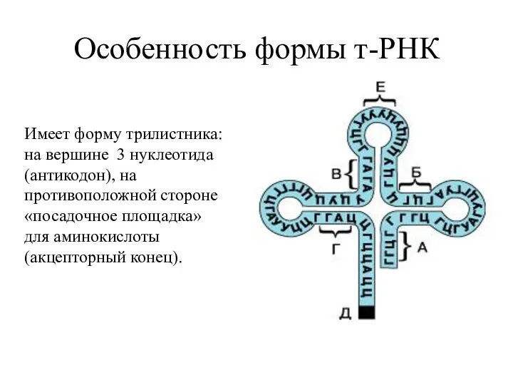 Особенность формы т-РНК Имеет форму трилистника: на вершине 3 нуклеотида