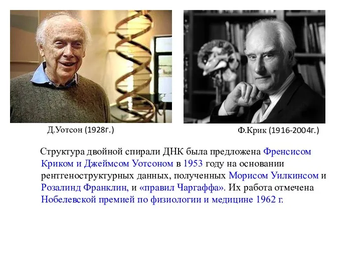 Структура двойной спирали ДНК была предложена Френсисом Криком и Джеймсом