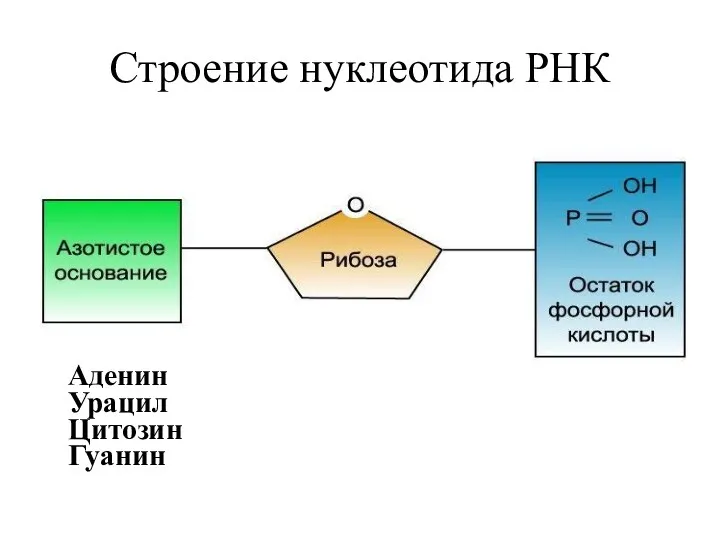 Строение нуклеотида РНК Аденин Урацил Цитозин Гуанин