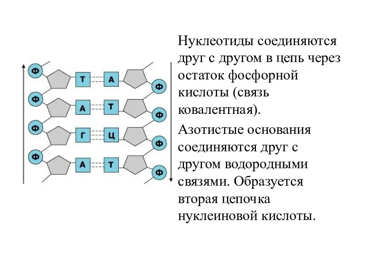 Нуклеотиды соединяются друг с другом в цепь через остаток фосфорной